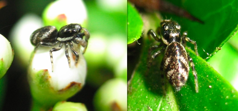 Salticus sp.